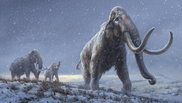 科学家提取165万年前猛犸象DNA