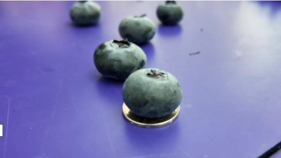 锦溪镇地产蓝莓比硬币还大