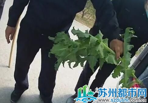 老人买野菜种子回家种植 随后发生的事让他惨了原因曝光太悲剧