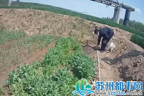 老人买野菜种子回家种植 随后发生的事让他惨了原因曝光太悲剧