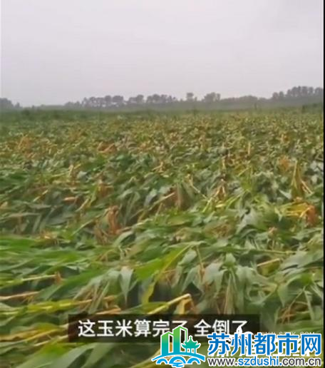 台风致吉林玉米大面积倒伏 损失巨大