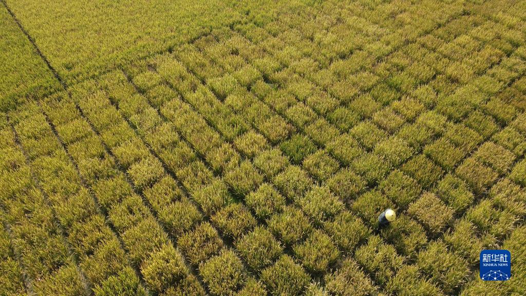 巢湖边有块“试验田”