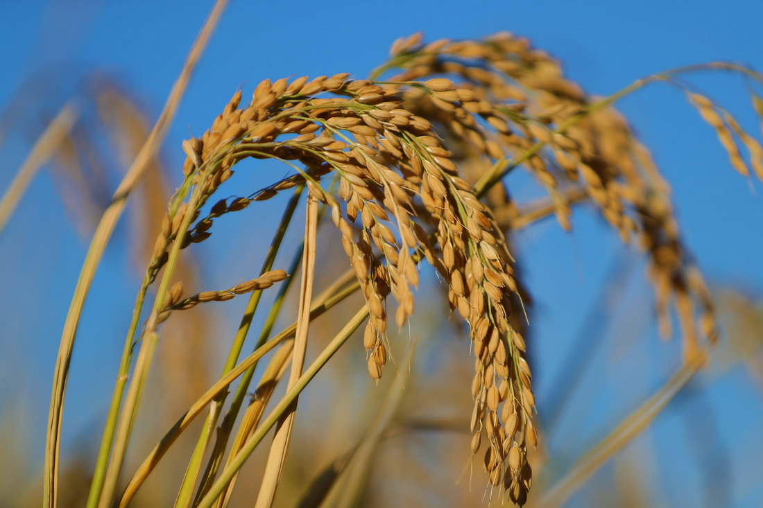 辽宁秋粮收获进展顺利
