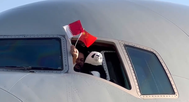 中东首对！两只中国大熊猫抵达卡塔尔首都多哈