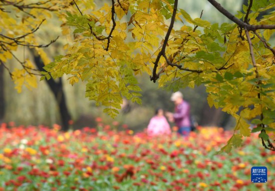 圆明园秋意盎然