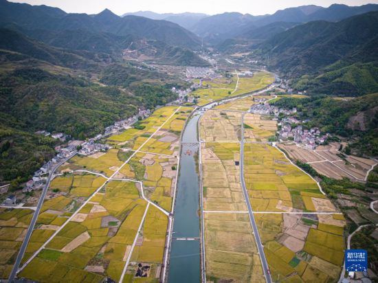 浙江建德：水稻秋收忙