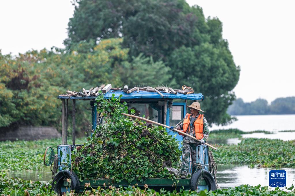浙江湖州：清理入侵水生植物保护乡村水生态环境