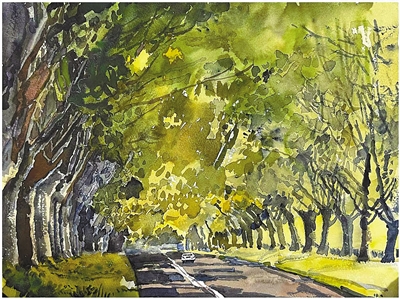 让行道树与城市一起发展成长（金台视线·关注城市行道树④）