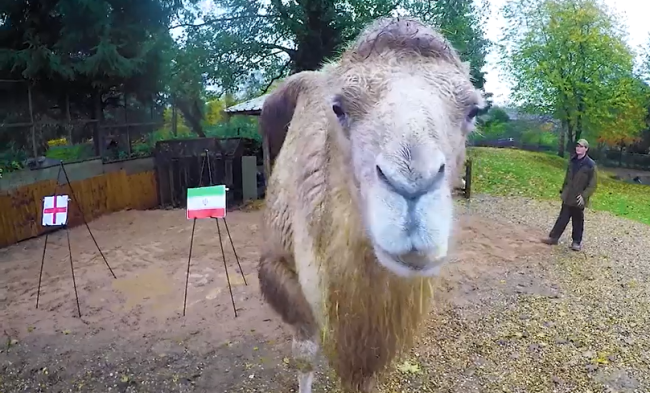 英国骆驼预测世界杯比赛结果 主人称它"从未出错"