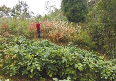 被占良田复耕种粮（身边事·反馈）