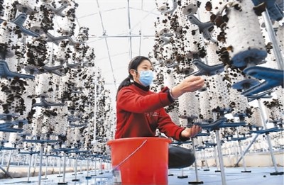 黑木耳迎来收获期