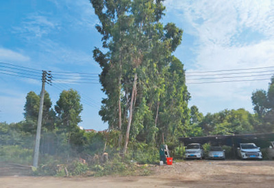 整治电线混乱消除安全隐患（身边事·反馈）