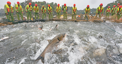 冬捕迎丰年