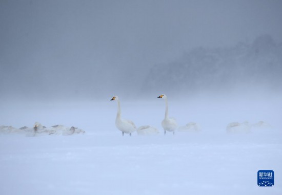 山东荣成：天鹅戏雪