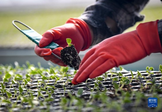 育苗备耕迎立春