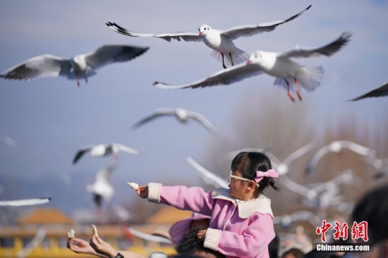 云南昆明滇池畔人鸥同乐