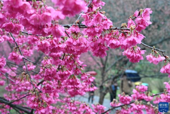 福建：樱花盛开引游客