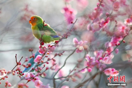 牡丹鹦鹉“飞”进南京梅花山“赏”梅