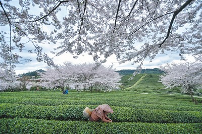 采摘“明前茶”