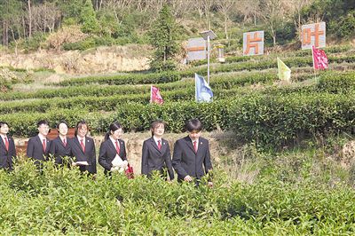 进茶山访茶农