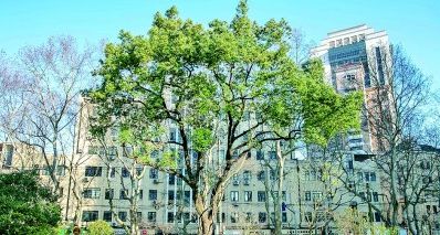无界公园：邂逅一抹绿丰盈一座城